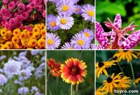 Fall Flowers to Plant Now for Bright Autumn Blooms