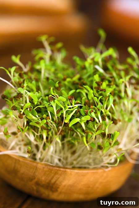 How to Sprout Nuts, Seeds & Grains at Home 4 Sprouting 101: Bowl of Fresh Alfalfa |Foodal.com