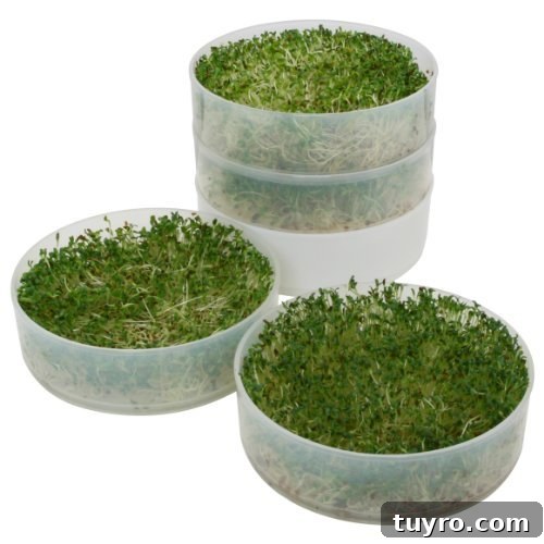 How to Sprout Nuts, Seeds & Grains at Home 7 Victorio VKP1014 4-Tray Kitchen Seed Sprouter