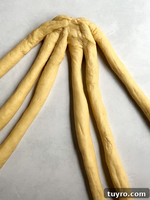 How to Braid Challah: Step-by-Step Visual Guide 7 6 strands of challah dough ready to be braided.