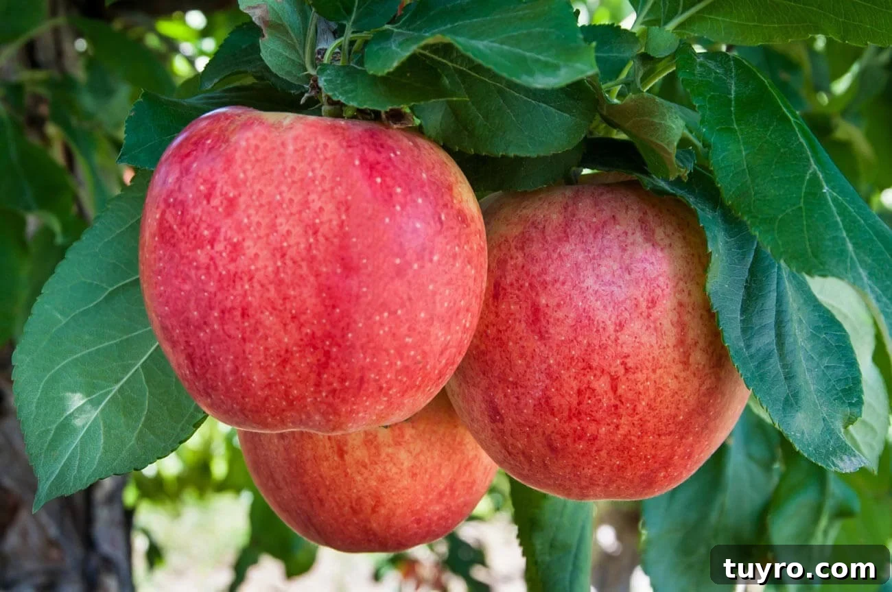 German Crustless Apple Pie — Creamy Apple-Stuffed Kuchen Recipe 5 three rosy Fuji apples on the tree