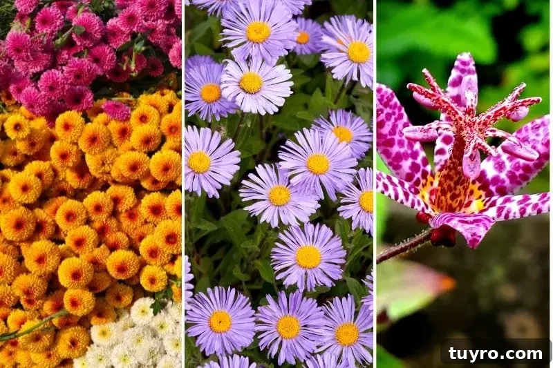 flowers to plant in fall