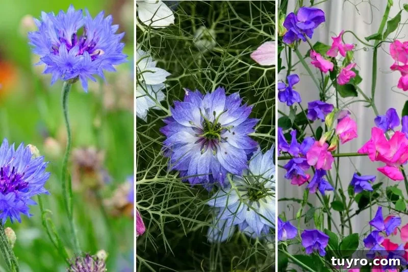 flowers to plant in fall