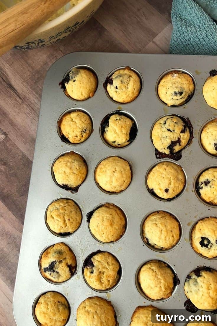 Kid-Approved Mini Blueberry Muffins Recipe 9 A muffin tin filled with baked blueberry mini muffins, warm and ready to serve.